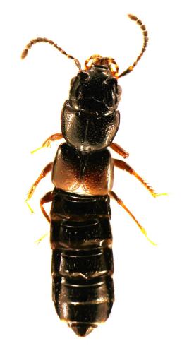 Réf. 323 345 : Platystethus spinosus